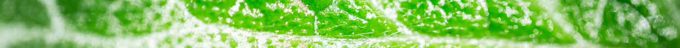 Chlorophyll Health Benefits