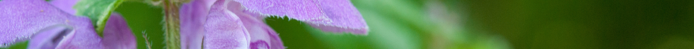 What is MediHerb Nevaton Forte? Benefots, Side Effects, and Where to Buy