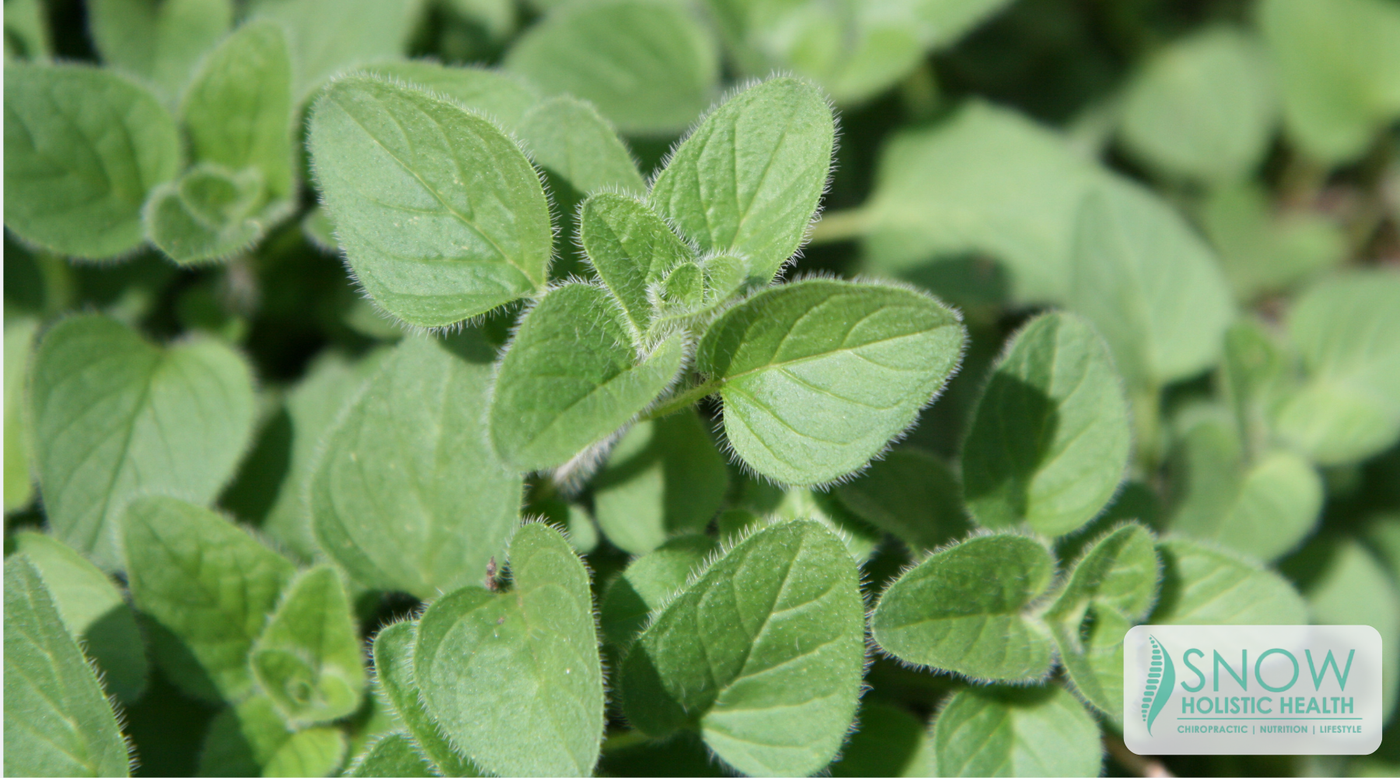 Where Can I Buy Wild Oregano Oil?