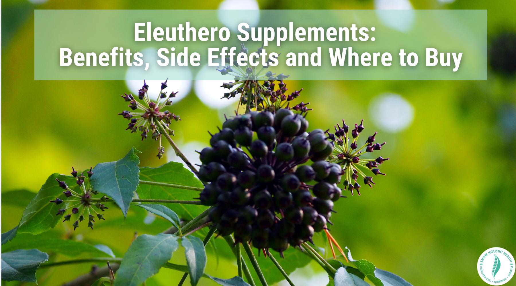 Eleuthero Supplements: Benefits, Side Effects and Where to Buy