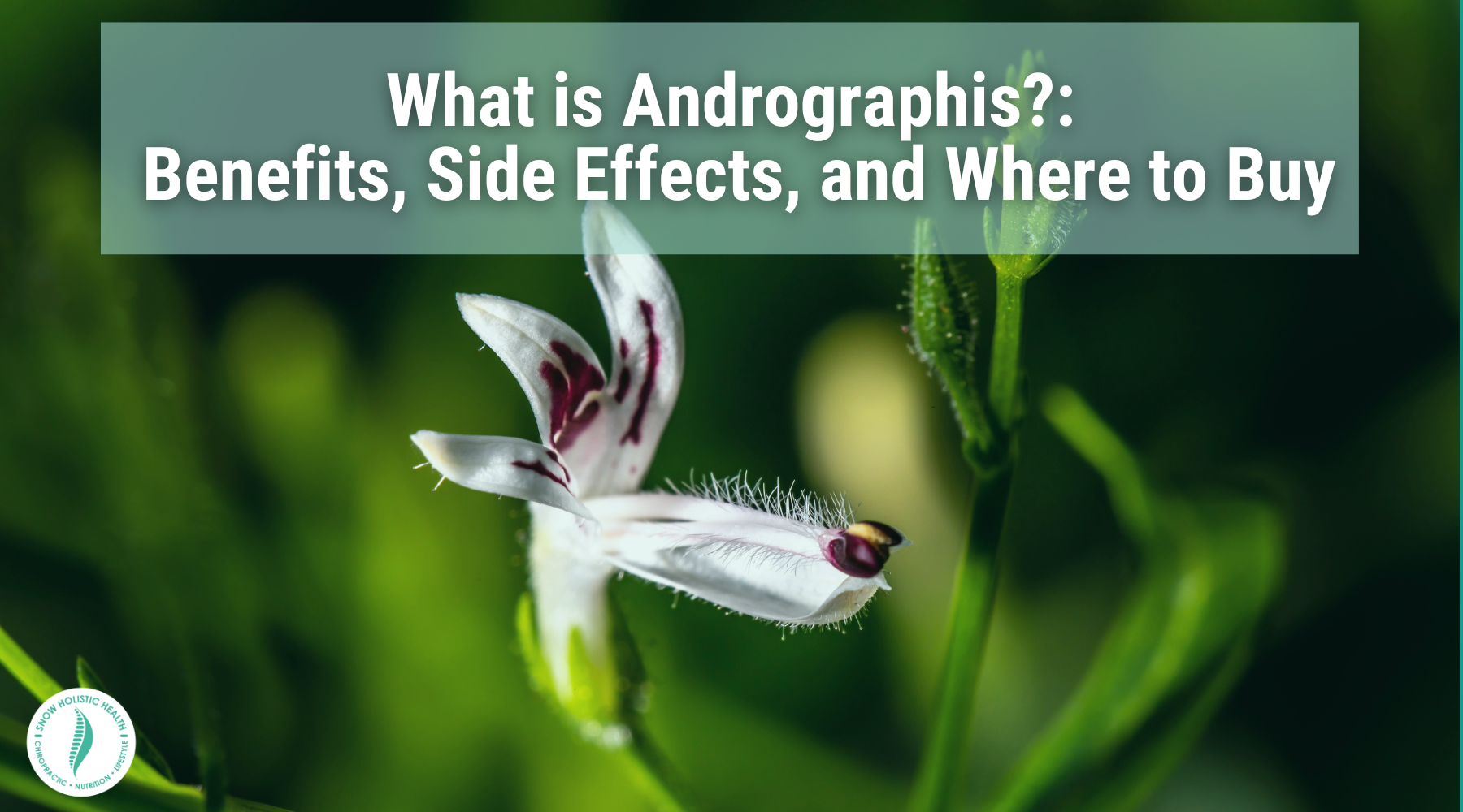 What is Andrographis?: Benefits, Side Effects, and Where to Buy