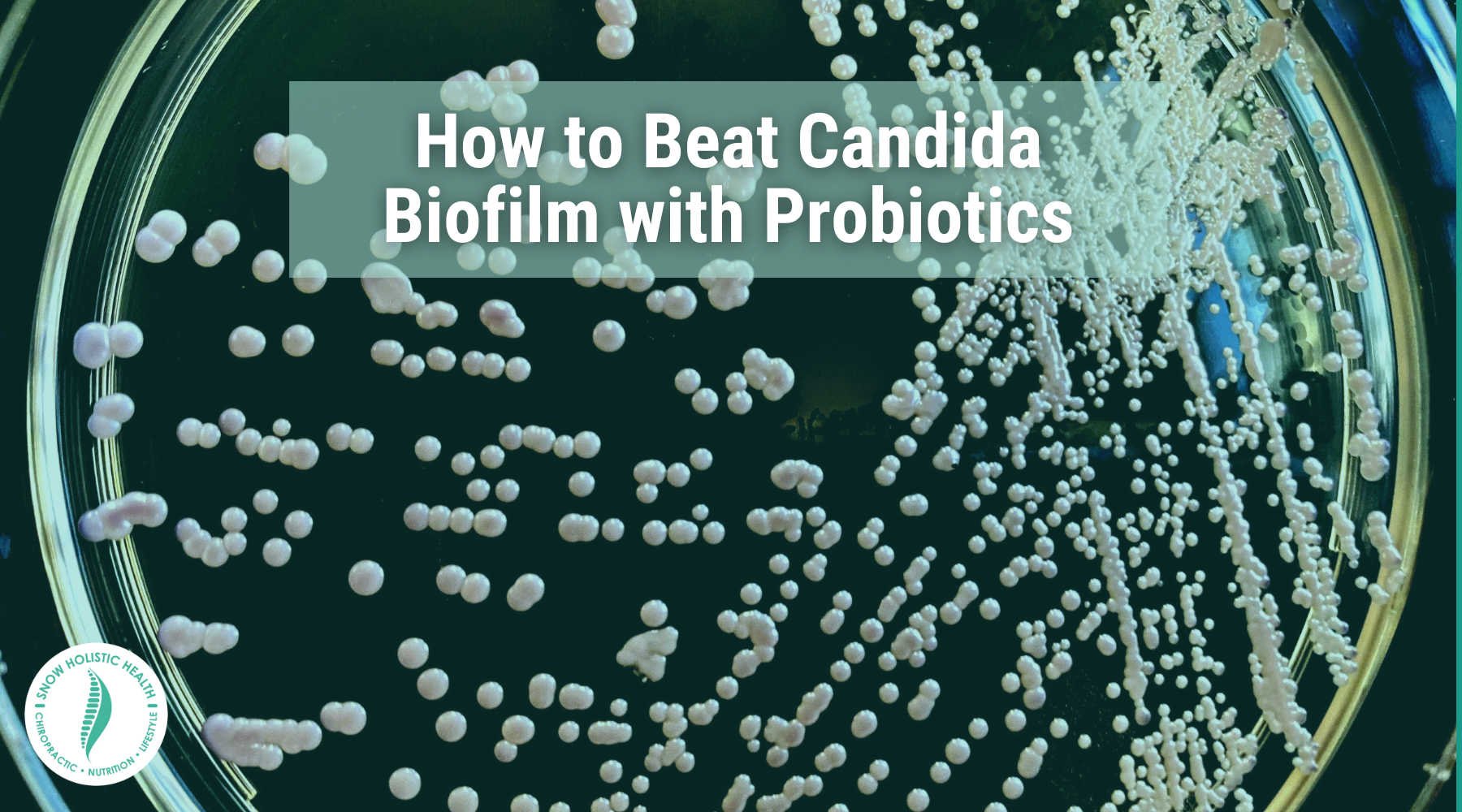 How to Beat Candida Biofilm with Probiotics over petri dish with candida