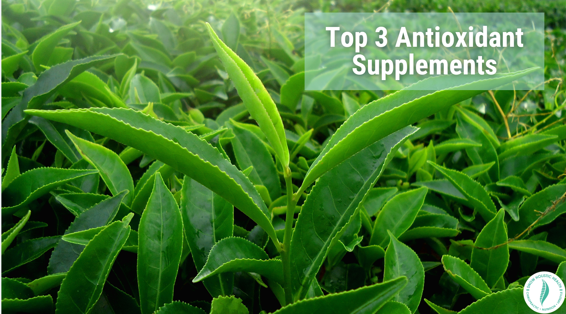 Top 3 Antioxidant Supplements