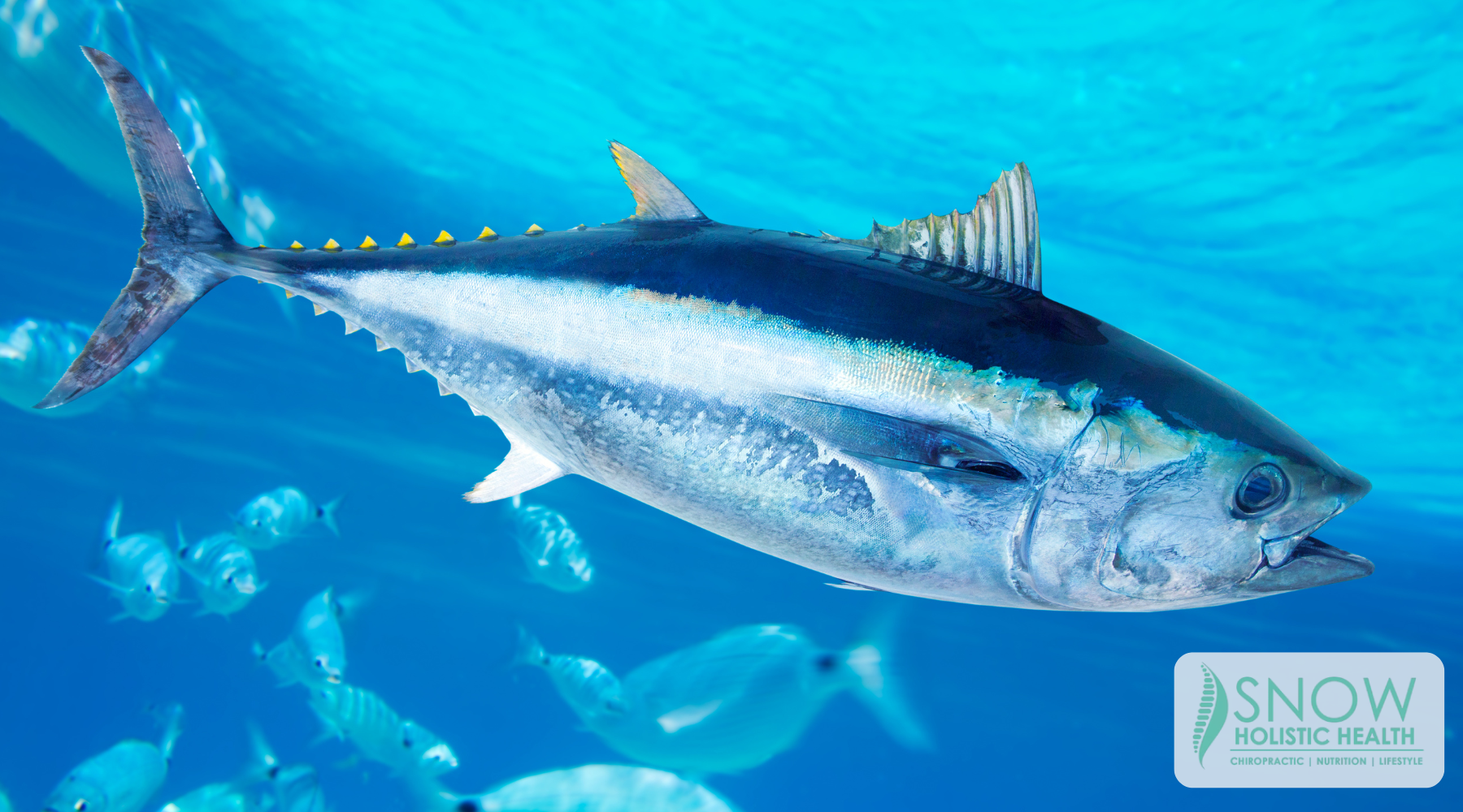 Whole Food Fish Oil vs. Refined Fish Oil