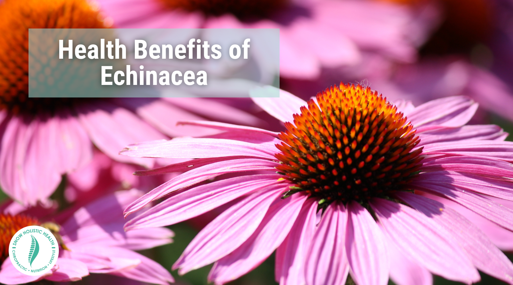 Health Benefits of Echinacea