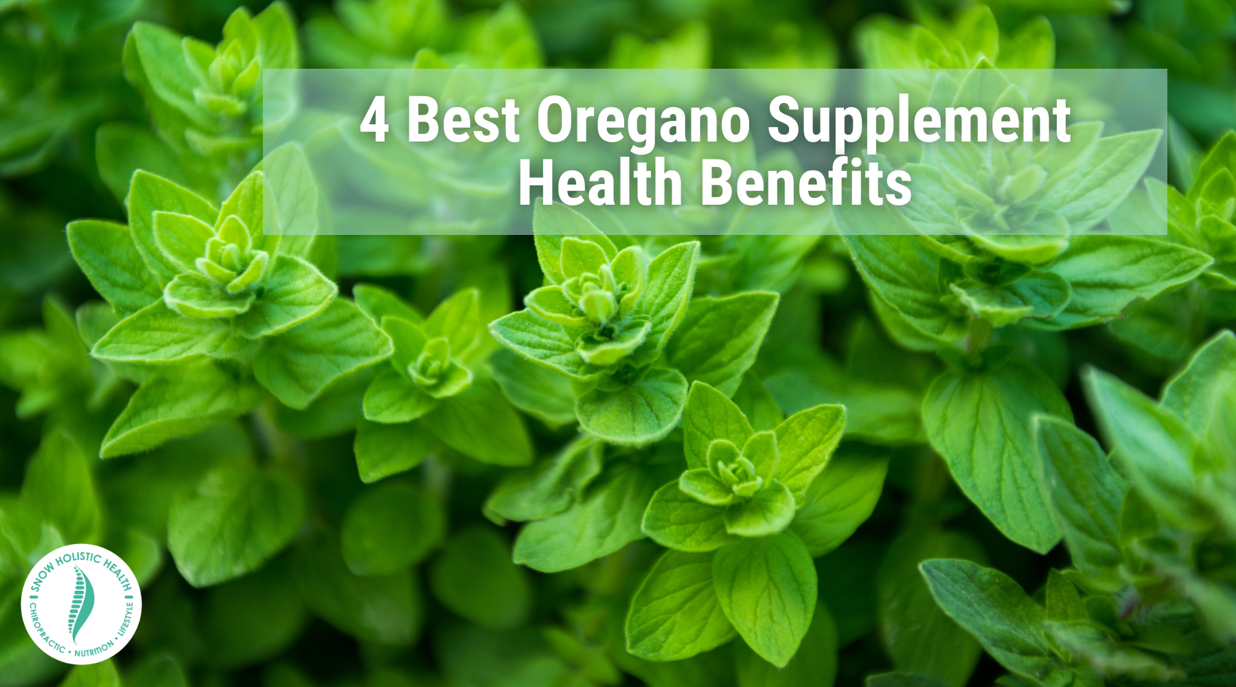 4 Best Oregano Supplement Health Benefits